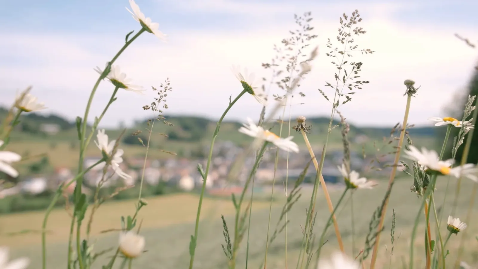 Vista sul paese di Gähwil tra i fiori di prato